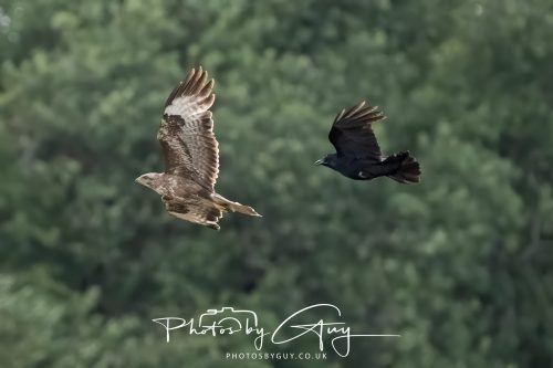 27 June 2026 - Near Cleator Moor, Cumbria - Buzzard being mobbed by crows