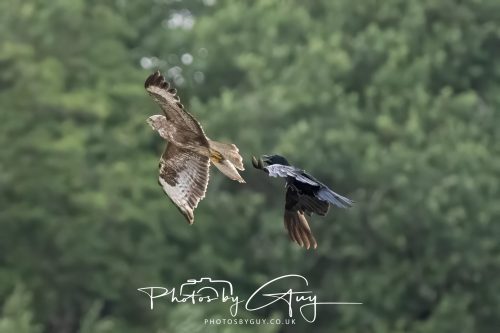 27 June 2026 - Near Cleator Moor, Cumbria - Buzzard being mobbed by crows