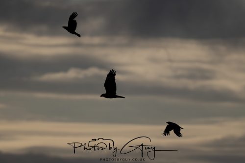 27 June 2026 - Near Cleator Moor, Cumbria - Buzzard being mobbed by crows