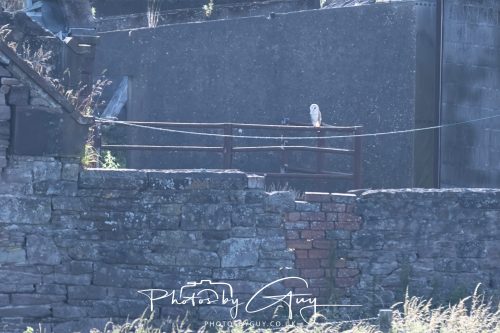 08 July 2026 - Frizington area, West Cumbria - Barn Owl