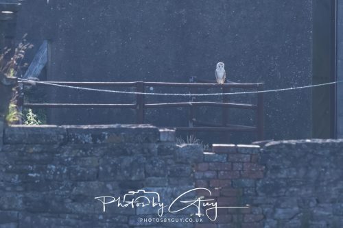08 July 2026 - Frizington area, West Cumbria - Barn Owl