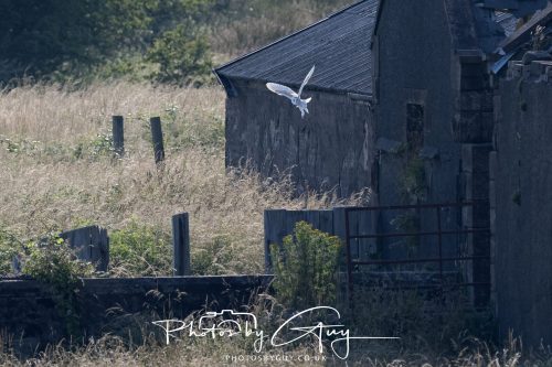 08 July 2026 - Frizington area, West Cumbria - Barn Owl