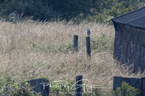 08 July 2026 - Frizington area, West Cumbria - Barn Owl