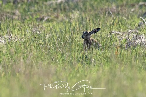 08 July 2026 - Frizington area, West Cumbria - Hare