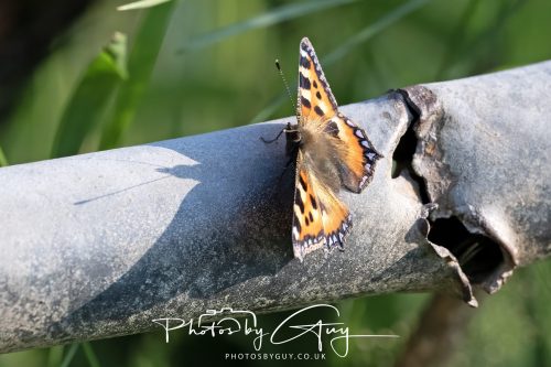 08 July 2026 - Frizington area, West Cumbria - small tortoise shell butterfly