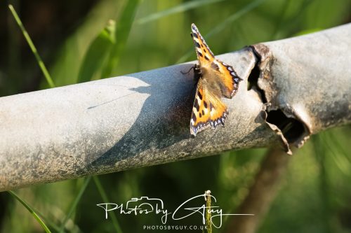 08 July 2026 - Frizington area, West Cumbria - small tortoise shell butterfly