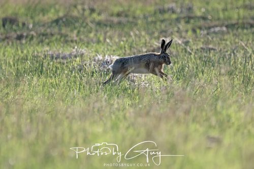 08 July 2026 - Frizington area, West Cumbria - Hare