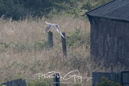 09 July 2026 - Near Frizington,West Cumbria - Barn Owl