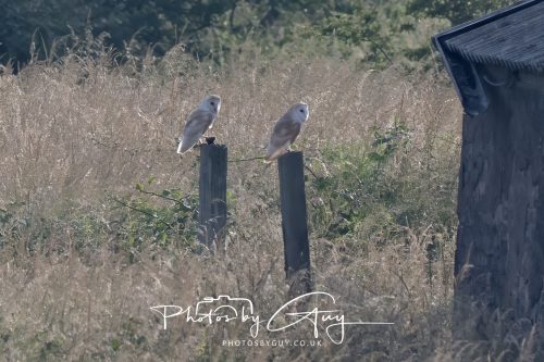 09 July 2026 - Near Frizington,West Cumbria - Barn Owls