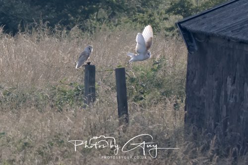 09 July 2026 - Near Frizington,West Cumbria - Barn Owls