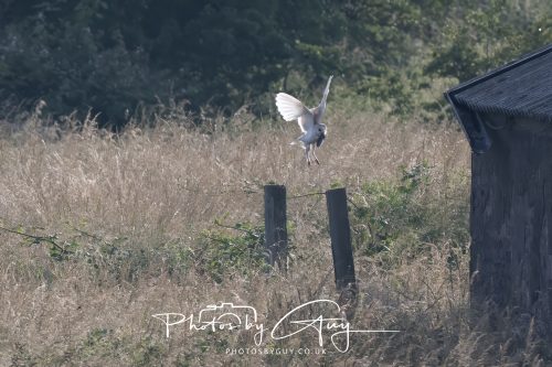 09 July 2026 - Near Frizington,West Cumbria - Barn Owl