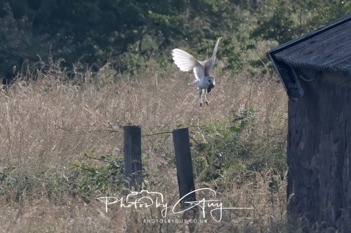 09 July 2026 - Near Frizington,West Cumbria - Barn Owl