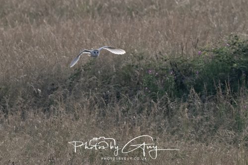 09 July 2026 - Near Frizington,West Cumbria - Barn Owl