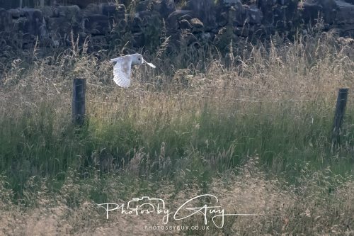 09 July 2026 - Near Frizington,West Cumbria - Barn Owl