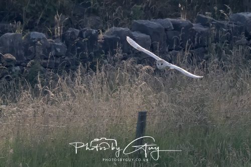 09 July 2026 - Near Frizington,West Cumbria - Barn Owl