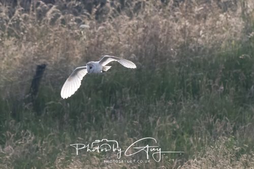 09 July 2026 - Near Frizington,West Cumbria - Barn Owl