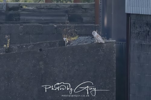 09 July 2026 - Near Frizington,West Cumbria - Barn Owl