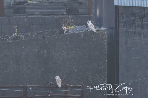 09 July 2026 - Near Frizington,West Cumbria - Barn Owl