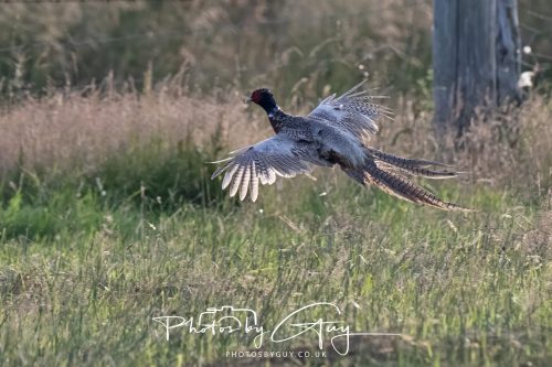 09 July 2026 - Near Frizington,West Cumbria - Pheasant