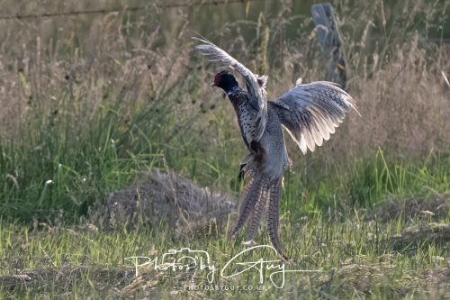 09 July 2026 - Near Frizington,West Cumbria - PHEASANT