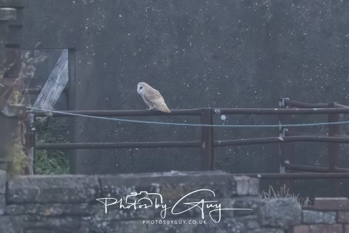 09 July 2026 - Near Frizington,West Cumbria - Barn OwlS