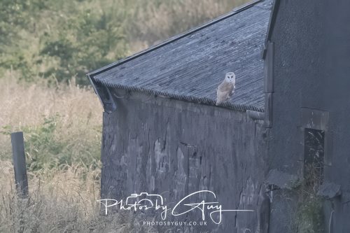 09 July 2026 - Near Frizington,West Cumbria - Barn Owl