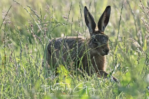13 July 2026 - Near Frizington - Hare