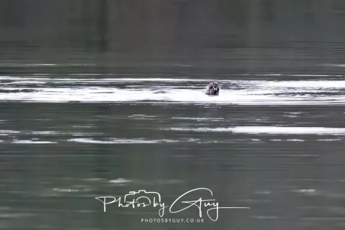 2 Feb 2026 - West Cumbria, Otter