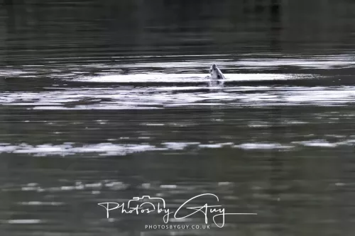 2 Feb 2026 - West Cumbria, Otter