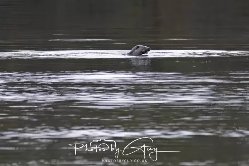 2 Feb 2026 - West Cumbria, Otter