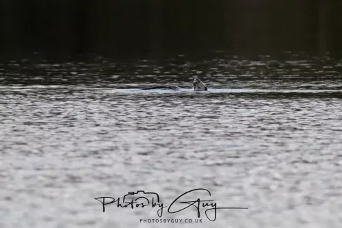 2 Feb 2026 - West Cumbria, Otter