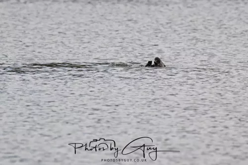 2 Feb 2026 - West Cumbria, Otter