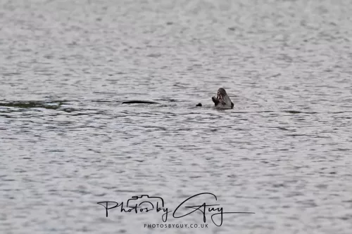 2 Feb 2026 - West Cumbria, Otter