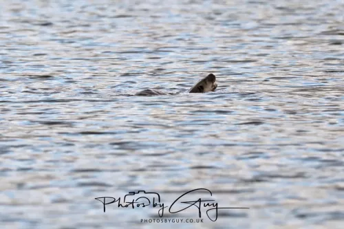 2 Feb 2026 - West Cumbria, Otter