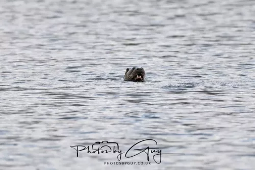 2 Feb 2026 - West Cumbria, Otter