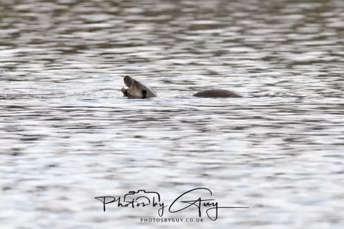 2 Feb 2026 - West Cumbria, Otter