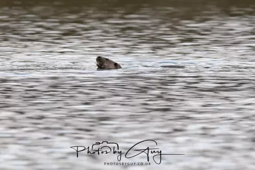 2 Feb 2026 - West Cumbria, Otter