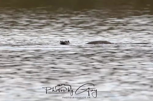 2 Feb 2026 - West Cumbria, Otter