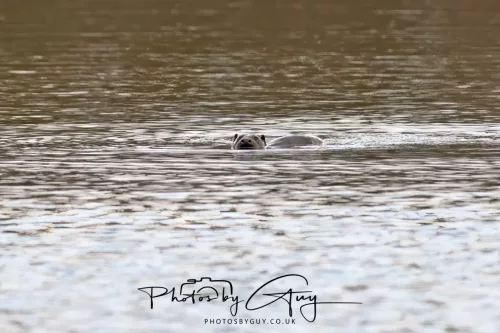 2 Feb 2026 - West Cumbria, Otter