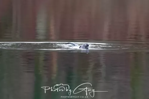 2 Feb 2026 - West Cumbria, Otter