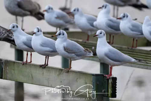 2 Feb 2026 - West Cumbria, B H Gulls & Herring Gulls