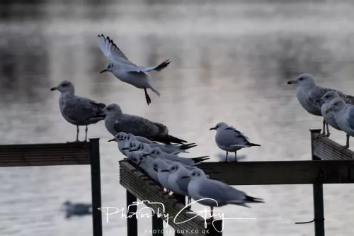 2 Feb 2026 - West Cumbria, B H Gulls & Herring Gulls