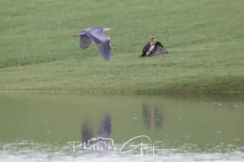 23 December 2025 Parkside, Cumbria - Grey Heron & Cormorant