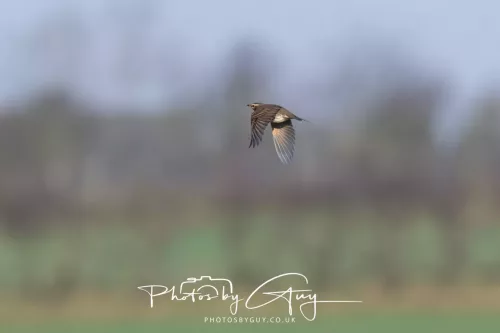 23 December 2025 Parkside, Cumbria - Fledfare