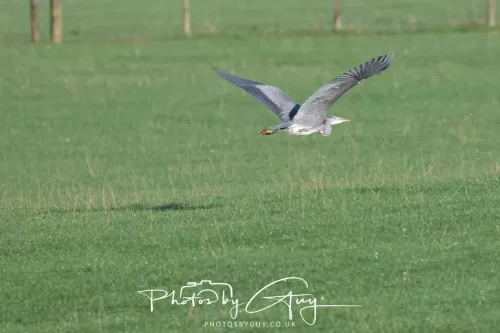 23 December 2025 Parkside, Cumbria - Grey `heron