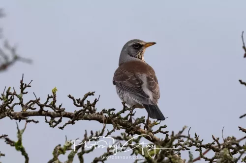 23 December 2025 Parkside, Cumbria - Fieldfare