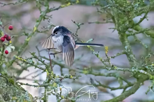 22 December 2025 - Parkside, Cumbria - Long Tailed Tit