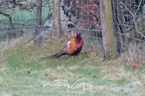 24 December 2025 - Parkside, Cleator Moor, Cumbria , Pheasant