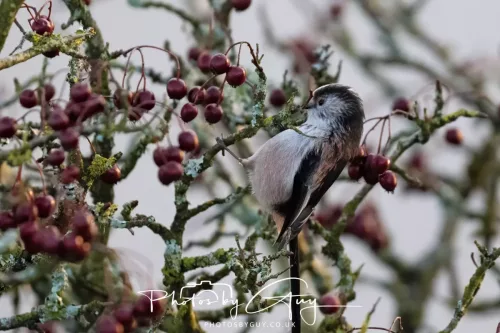22 December 2025 - Parkside, Cumbria - Long Tailed Tit