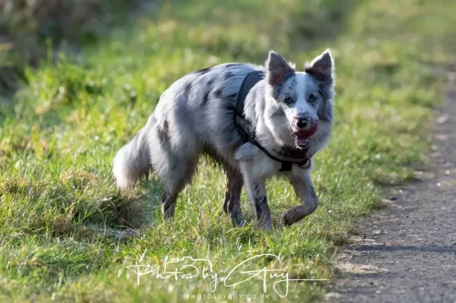 24 December 2025 - Parkside, Cleator Moor, Cumbria - Skye